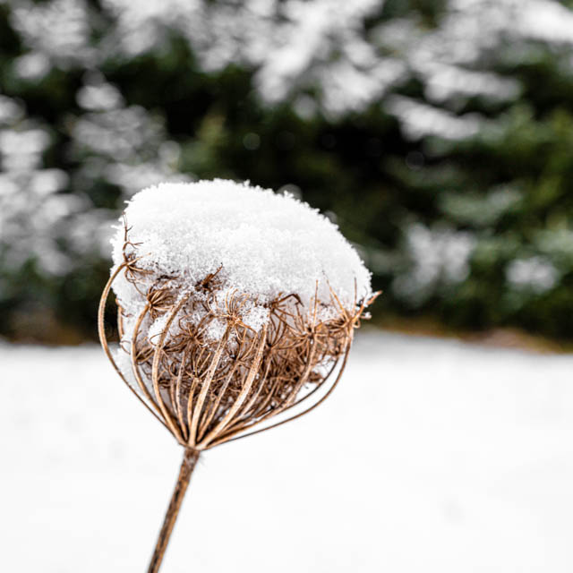 Photo de montagne sous la neige
