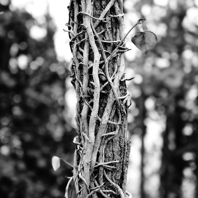 Photographie graphique